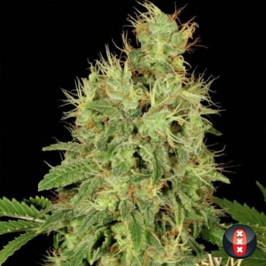 CBD Warlock Plante de marijuana