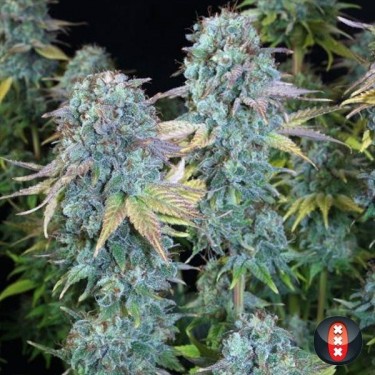 Plante de marijuana Serious Happiness