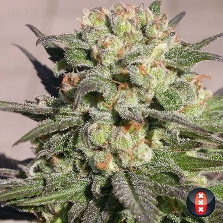 Plante de marijuana Warlock