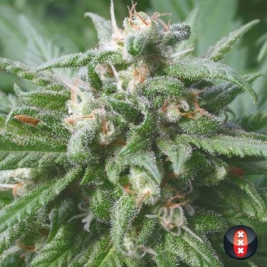 Biddy Early Plante de cannabis