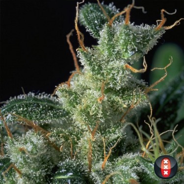 Kali Mist Plante de cannabis