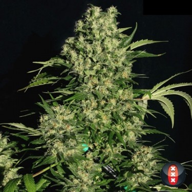 Chronic Plante de cannabis