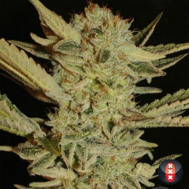 Bubble-Gum Plante de cannabis