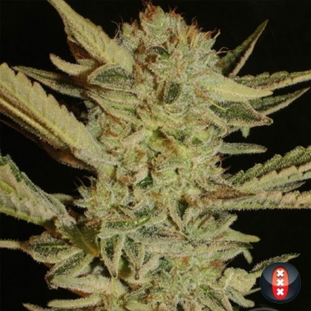Bubble-Gum Plante de cannabis