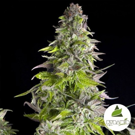 Plante de cannabis Romulan