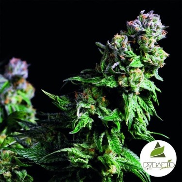 Purple Urkle de la banque Pyramid Seeds - Grow Barato