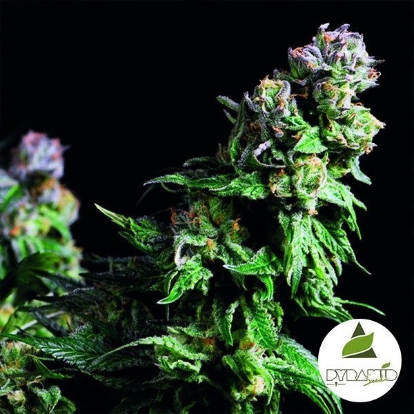 Purple Urkle de la banque Pyramid Seeds - Grow Barato