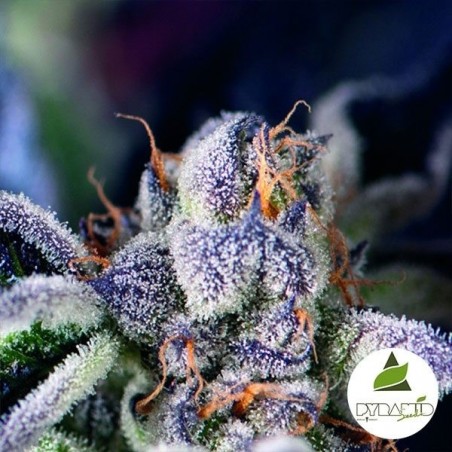 Plantes de cannabis Cookies USA