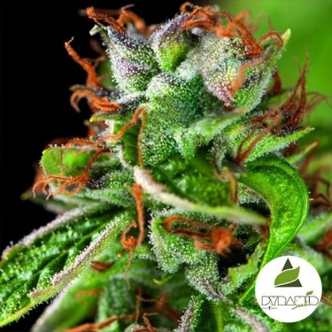 Plante de cannabis Double OG Haze