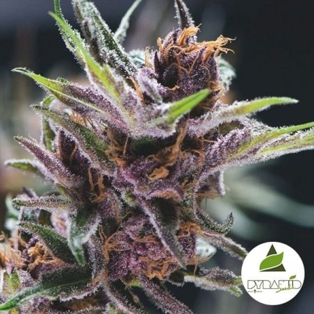 - Grow Barato