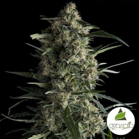 Galaxy CBD féminisée de Pyramid Seeds - Grow Barato