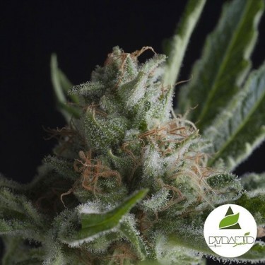 Plantes de cannabis Shark CBD