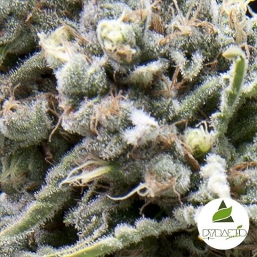 White Widow CBD de la banque Pyramid Seeds - Grow Barato