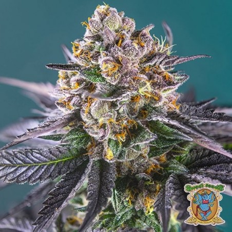 Red Strawberry Banana Auto de Sweet Seeds. - Grow Barato