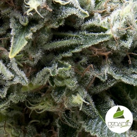 Plante de cannabis Auto New York City CBD