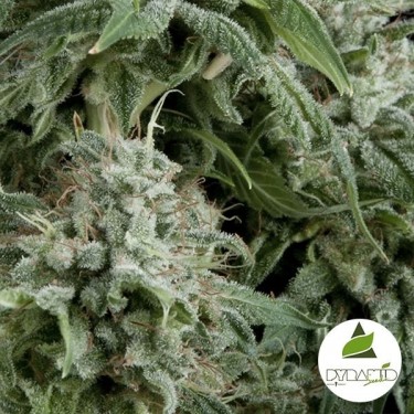 Auto Northern Lights CBD de Pyramid Seeds - Grow Barato
