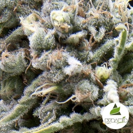 Acheter Auto White Widow CBD de Pyramid Seeds - GB