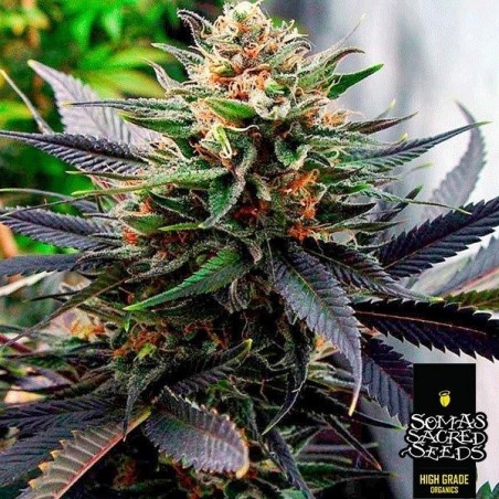 Plante de marijuana Lavender