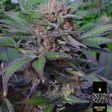 Plante de cannabis Somango