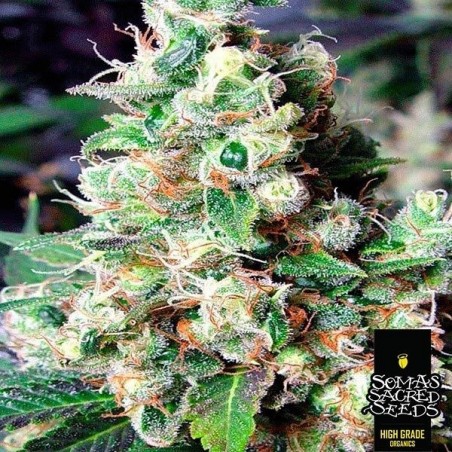Plante de cannabis NYC Diesel