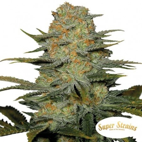 Graine Amajikoym féminisée de Super Strains - Grow Barato