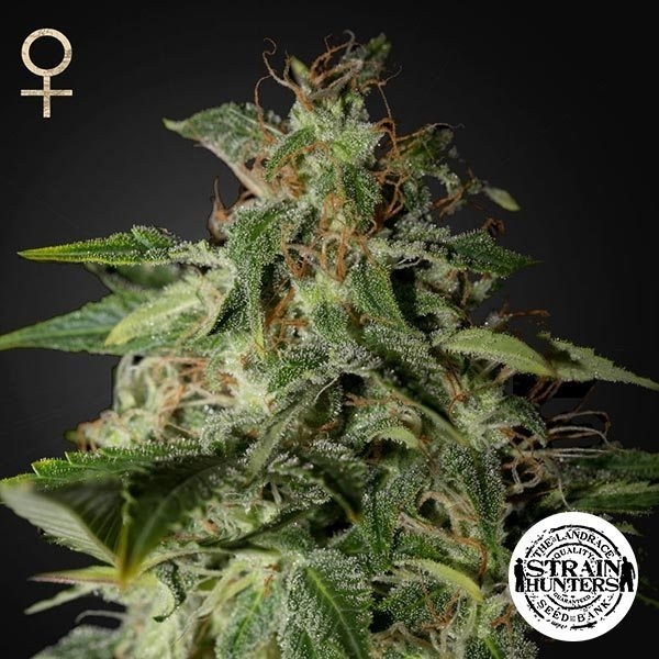 Voir Afgooey - Strain Hunters Seed Bank