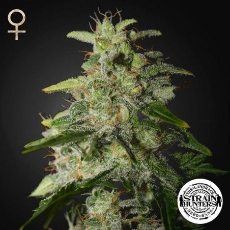 Plante de marijuana Money Maker