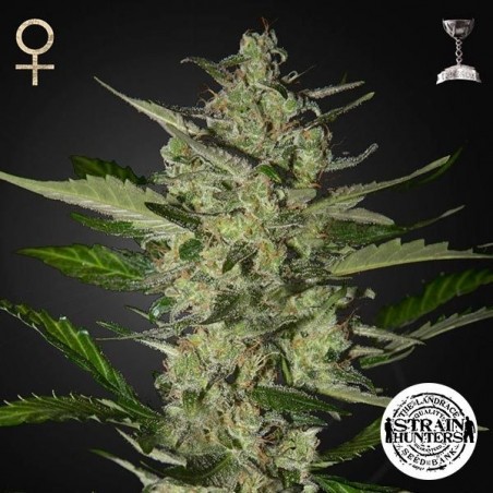 Flowerbomb Kush par Strain Hunters Seed Bank - Grow Barato