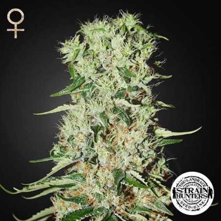 Damnesia Plante de marijuana