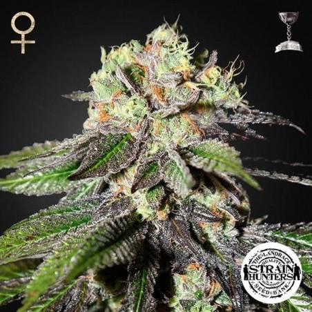 Caboose Plante de marijuana
