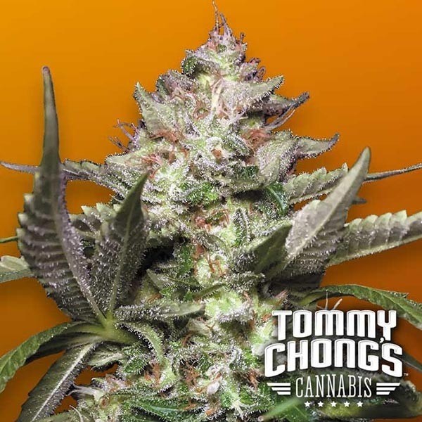 Plante de marijuana Auto Kong 4