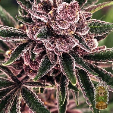 Tropical Fuel Plante de marijuana