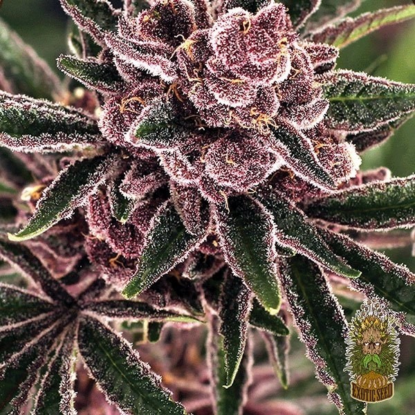 Voir Tropical Fuel Plante de marijuana