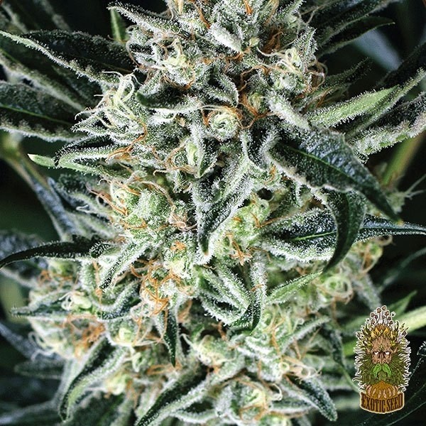 Voir Jelly Bananen Plante de cannabis