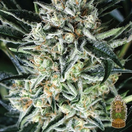 Jelly Bananen Plante de cannabis