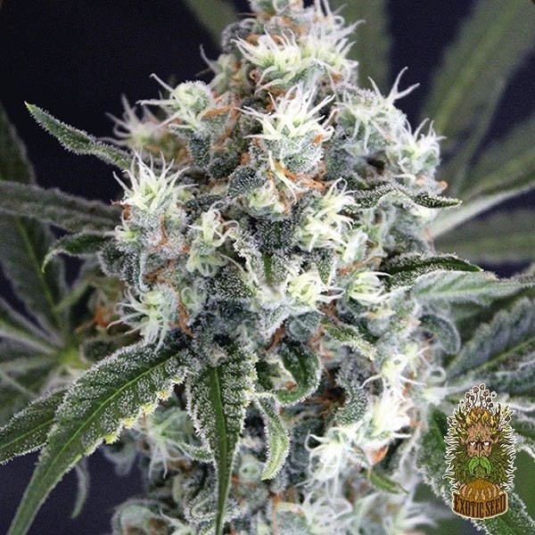 Voir Plante de marijuana Medxotic Pure CBD