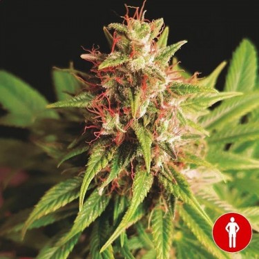 Red Cross CBD Plante de cannabis