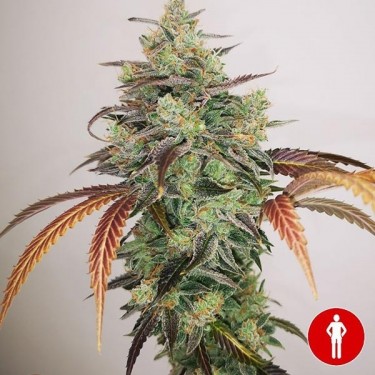 Y Griega CBD 2.0 de la banque Medical Seeds - GrowBarato