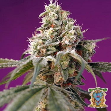 Plante de cannabis Bruce Banner Auto