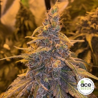 HashPlant Haze x Kali China féminisée