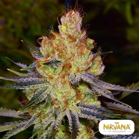 Plante de cannabis California Orange Bud