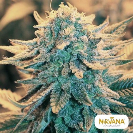 B52 Plante de marijuana