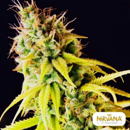 Plante de cannabis Pepita Malaya