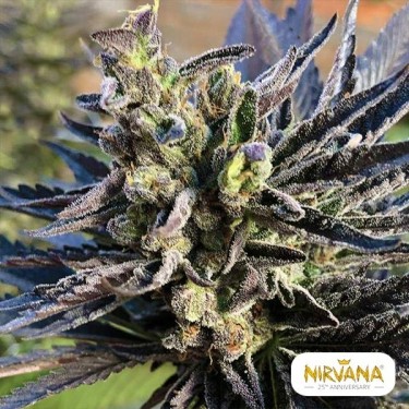 K2 Plante de cannabis