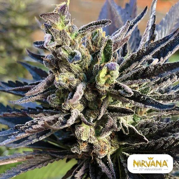 Voir K2 Plante de cannabis