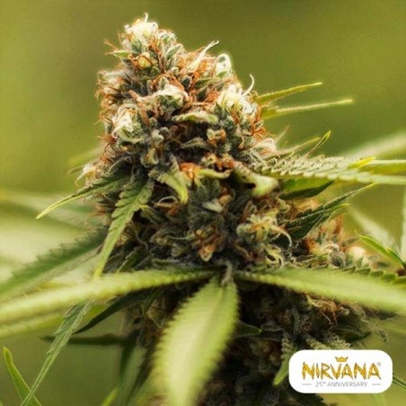 Plante de cannabis Green Poison