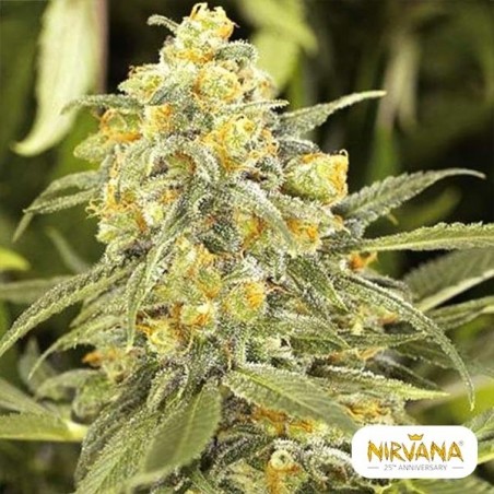 Green Crack Plante de marijuana