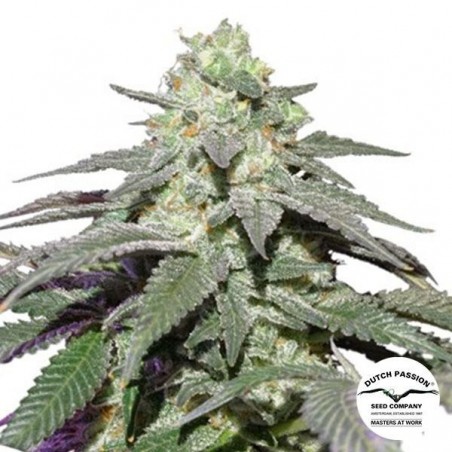 Auto Skywalker Haze