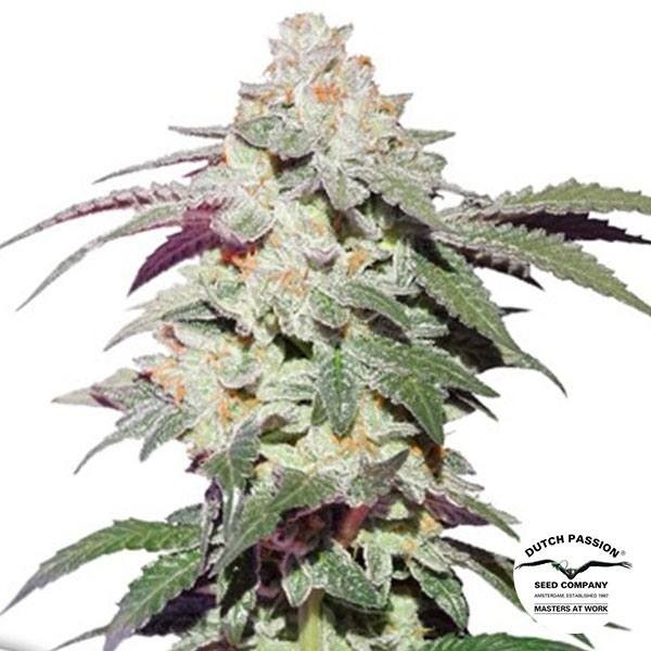 Plante de marijuana Skywalker Haze