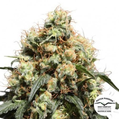Acheter Bruce Lemon Diesel Dutch Passion - FR